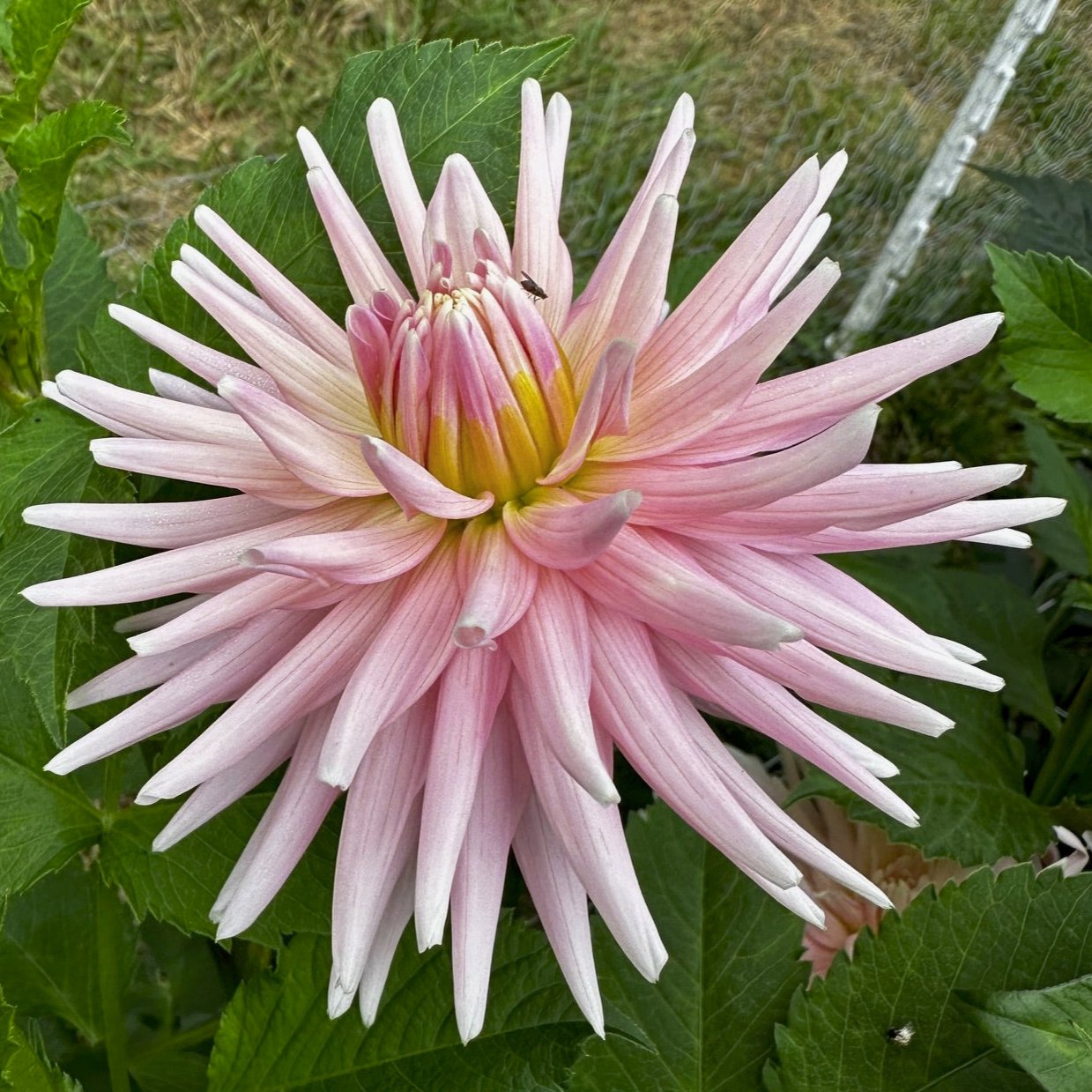 Dahlia 'Miss Rose Fletcher'