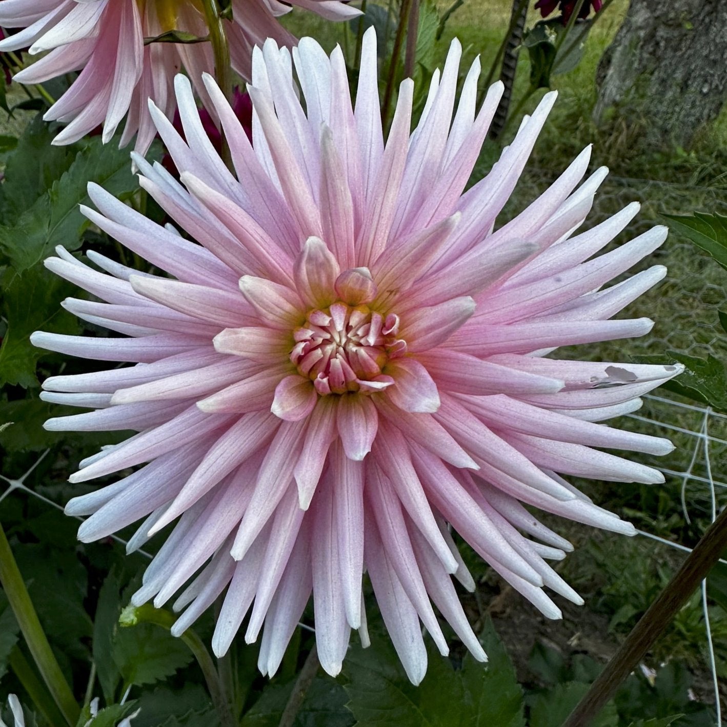 Dahlia 'Miss Rose Fletcher'