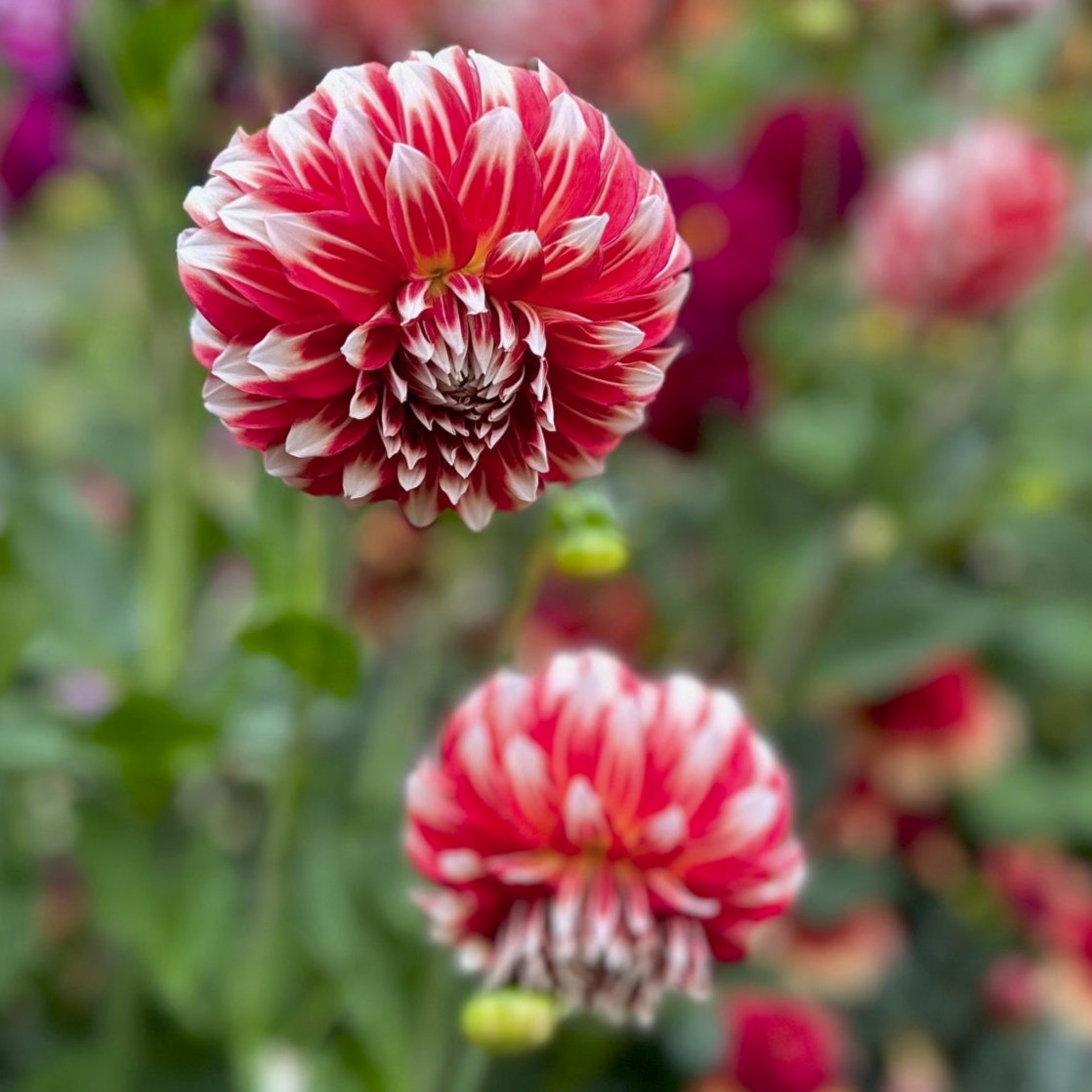 Dahlia 'Myrtle's Brandy'