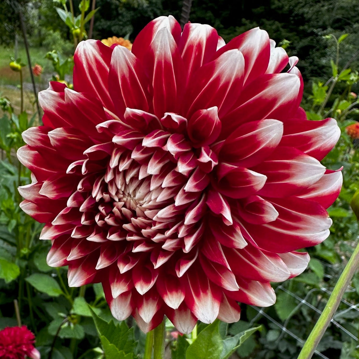Dahlia 'Myrtle's Brandy'