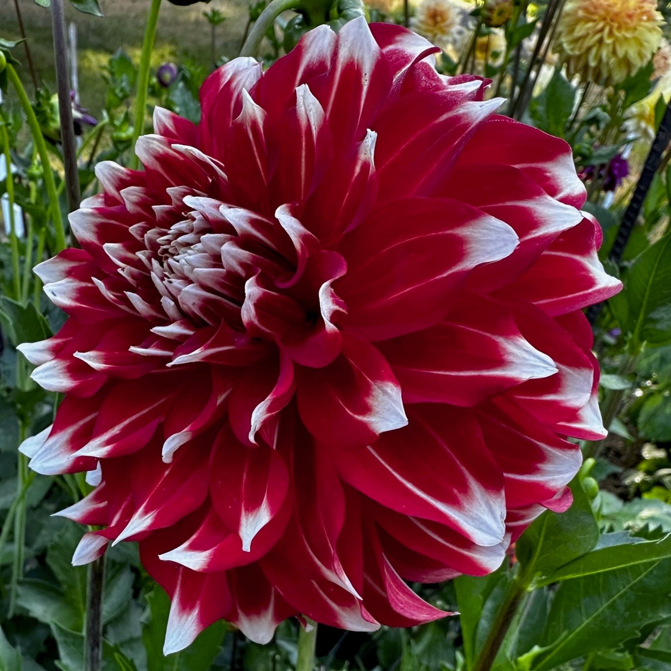 Dahlia 'Myrtle's Brandy'