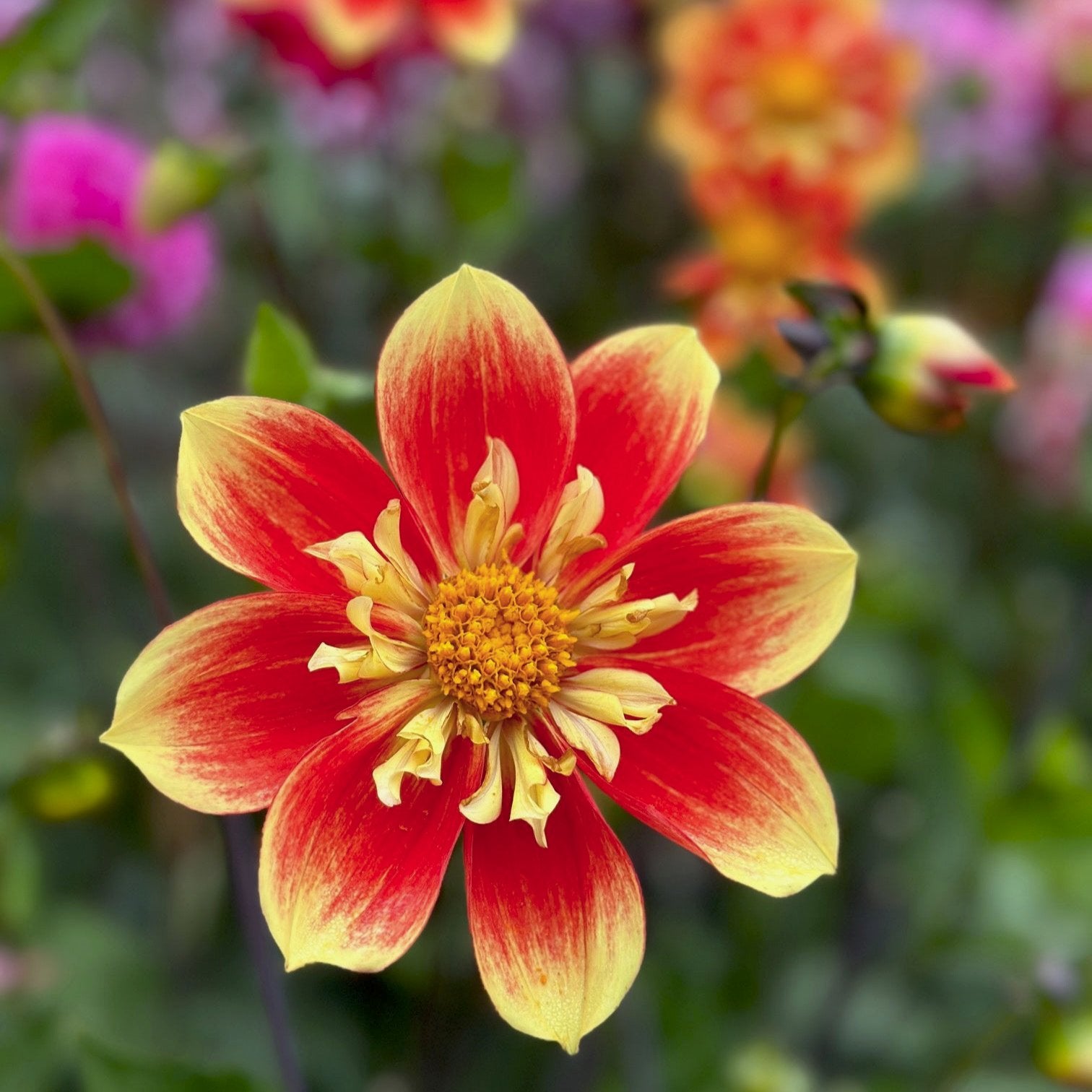 Dahlia 'NTAC Solar Flare'