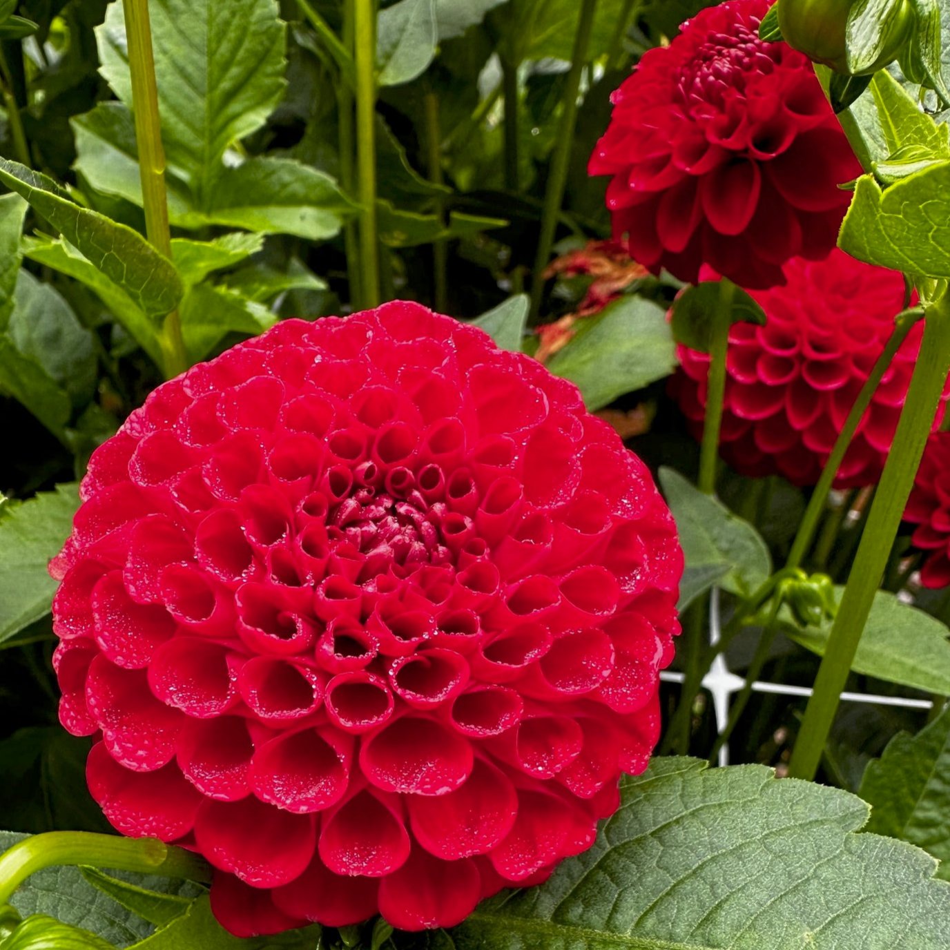 Dahlia 'Nescio'