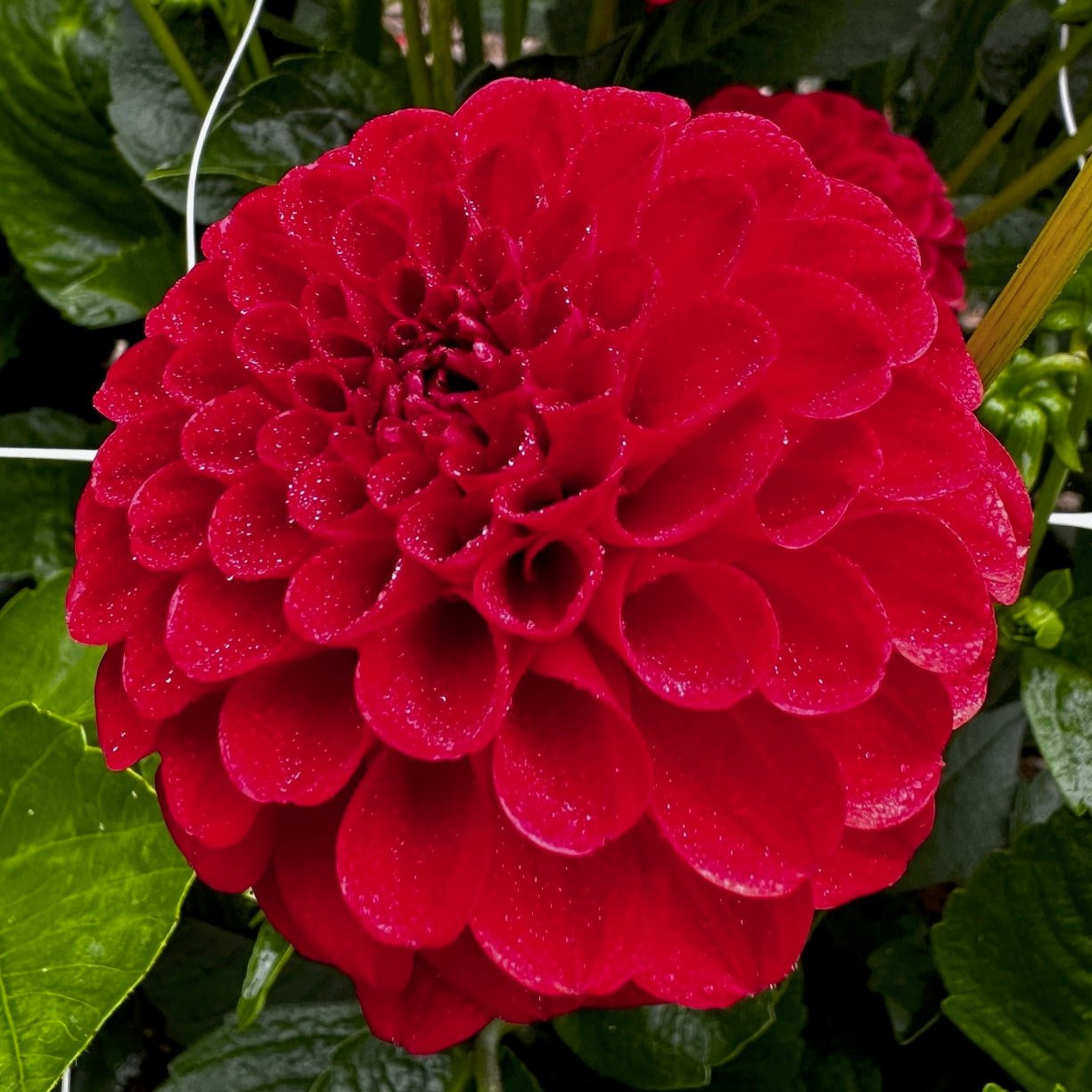 Dahlia 'Nescio'