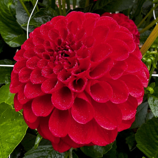 Dahlia 'Nescio'