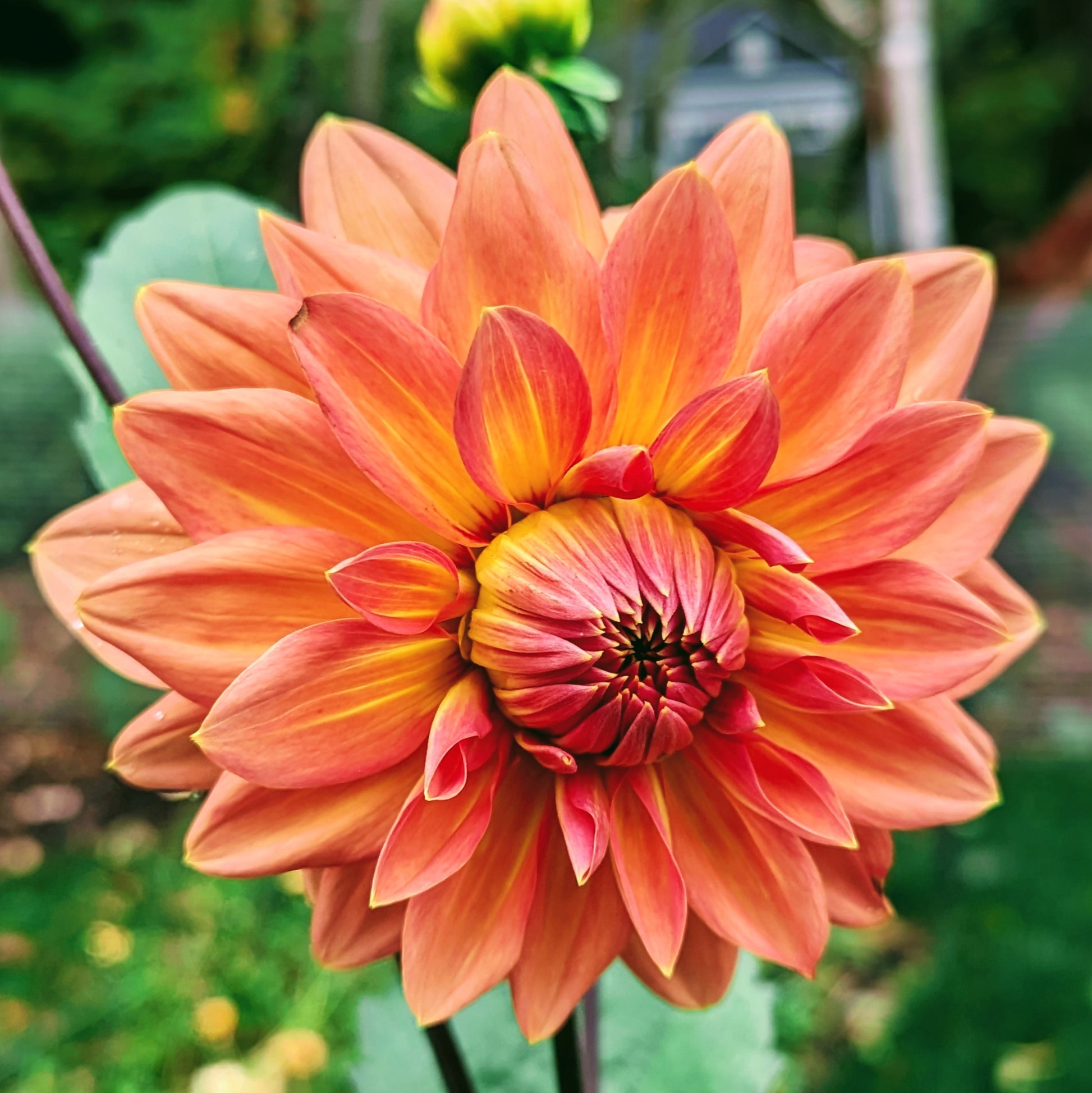 Dahlia 'Nicholas'