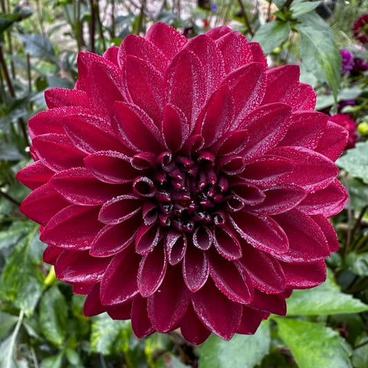 Dahlia 'Night Queen'