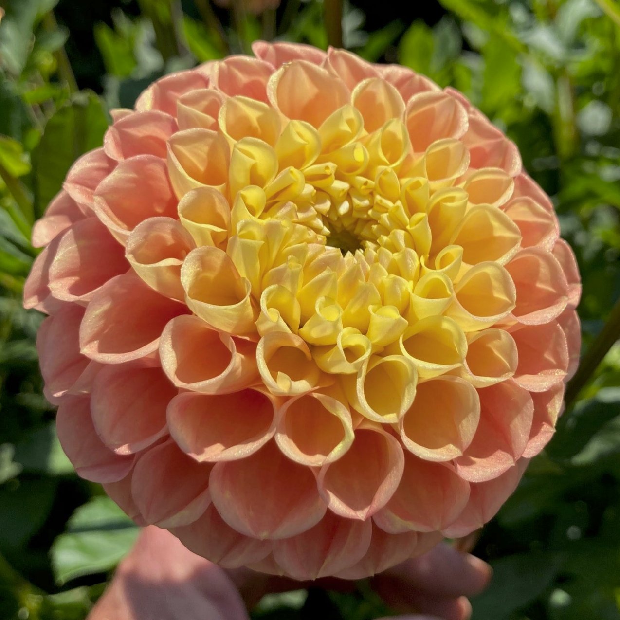 Dahlia 'Oh Honey!'