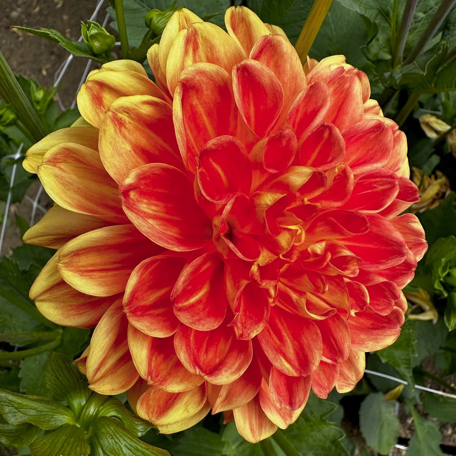 Dahlia 'Orange Symphony'