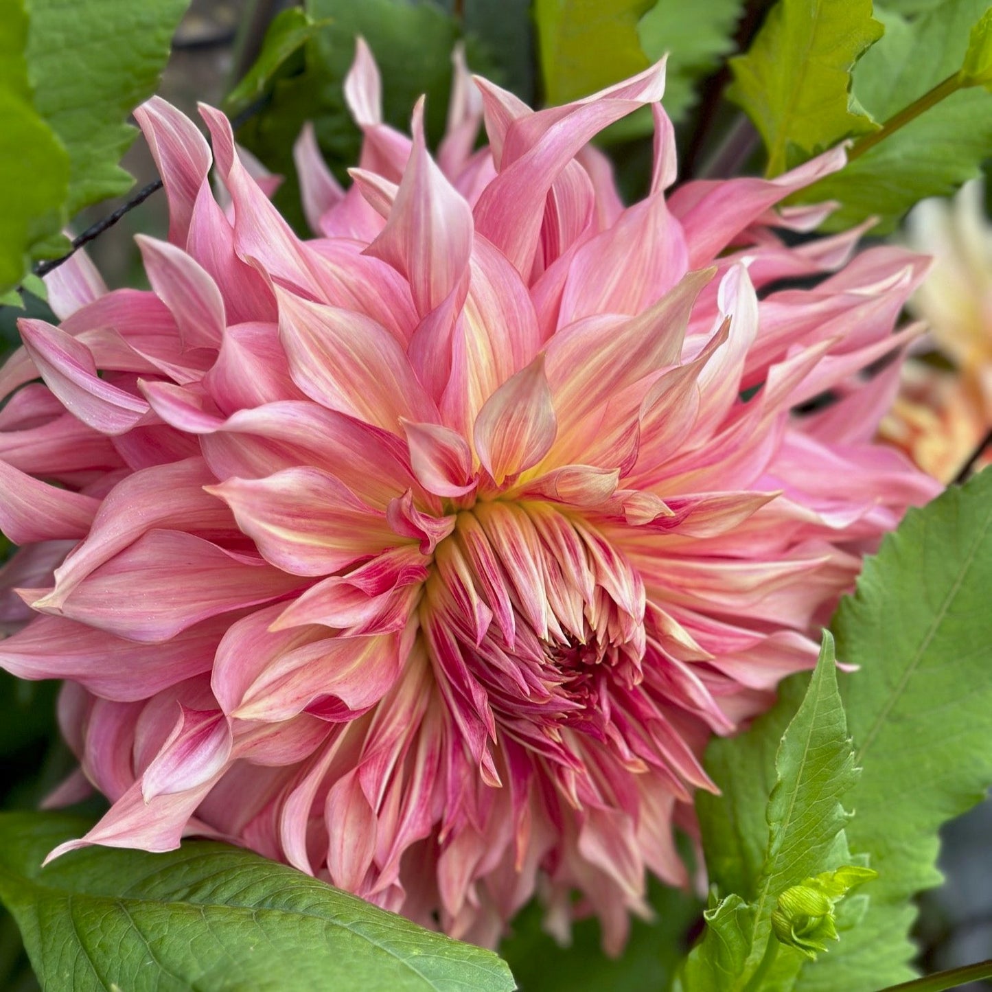 Dahlia 'Penhill Watermelon'