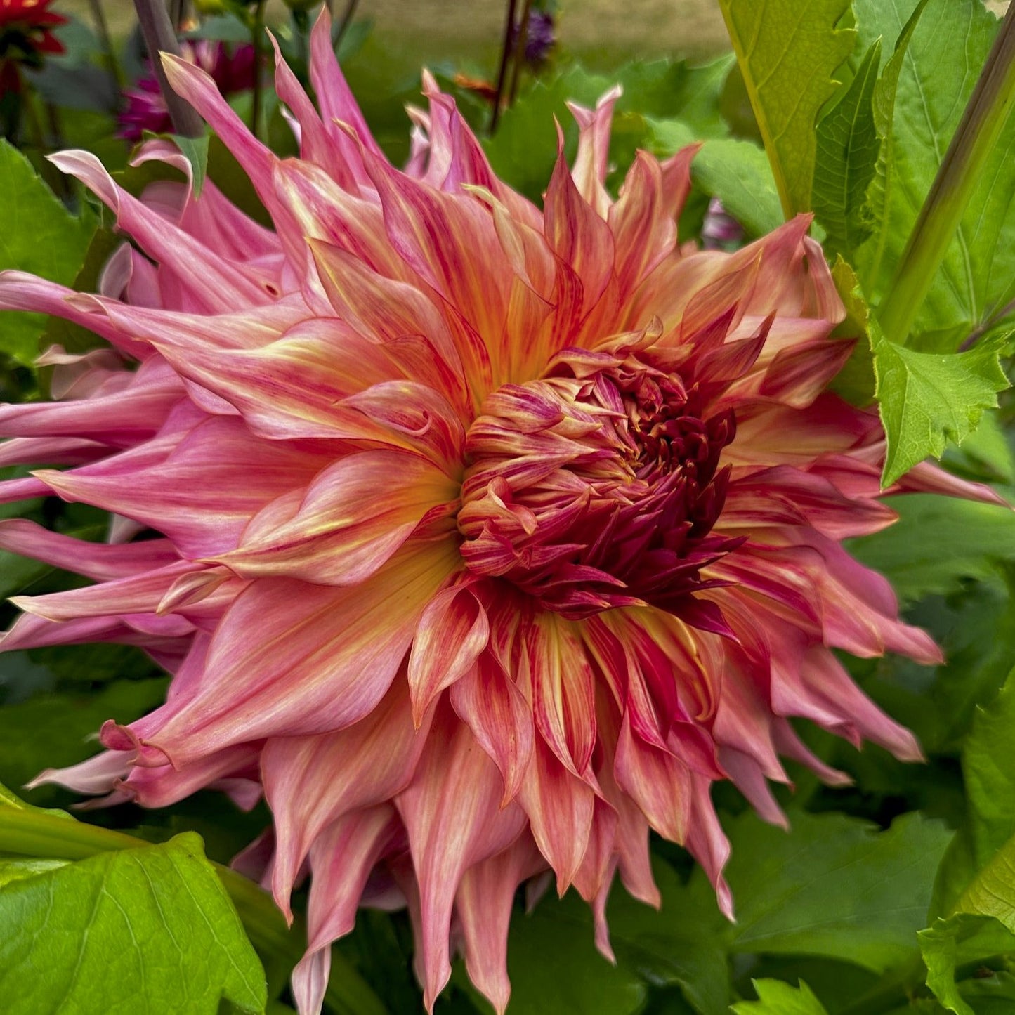 Dahlia 'Penhill Watermelon'