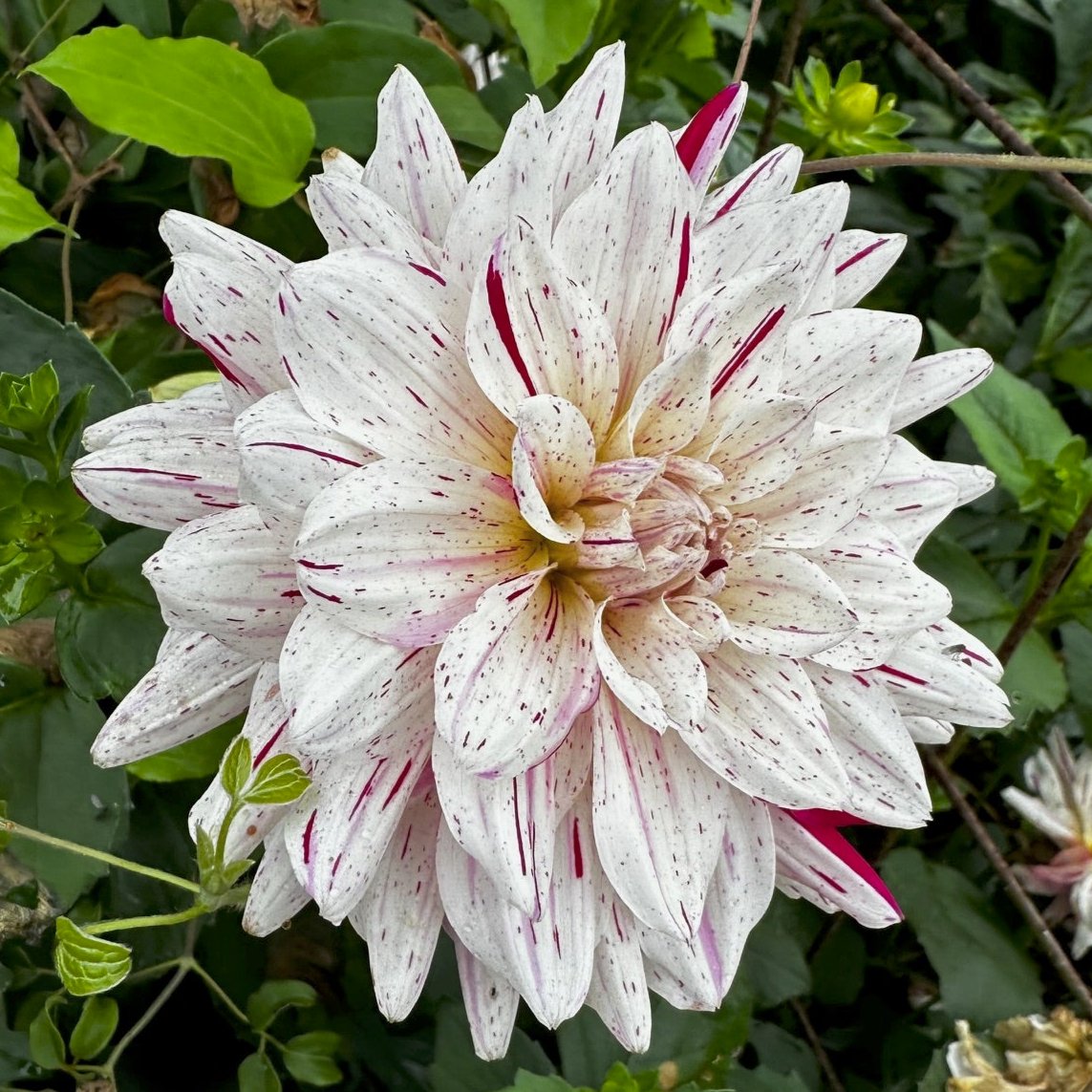Dahlia 'Picasso'