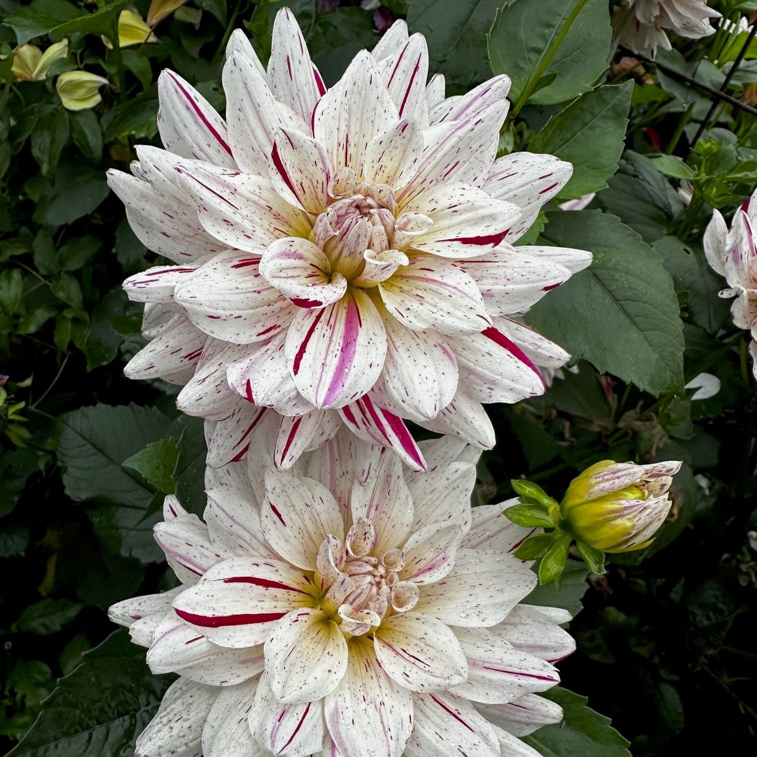 Dahlia 'Picasso'