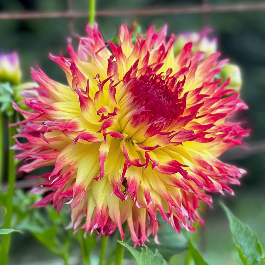 Dahlia 'Pinelands Pam'
