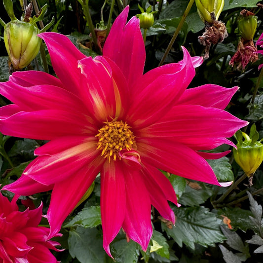 Dahlia 'S24-58'