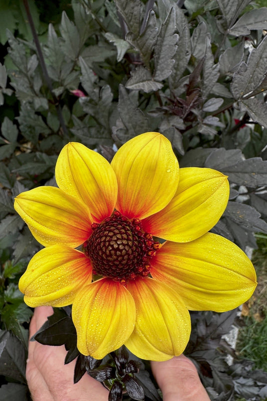 Dahlia 'S24-44'