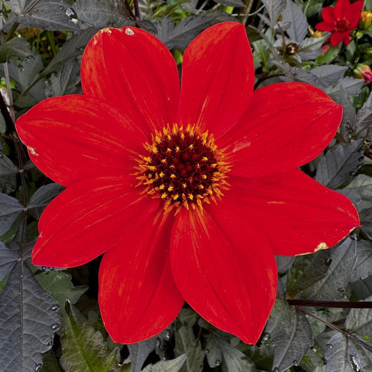 Dahlia 'S24-49'