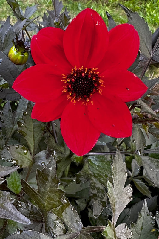 Dahlia 'S24-50'
