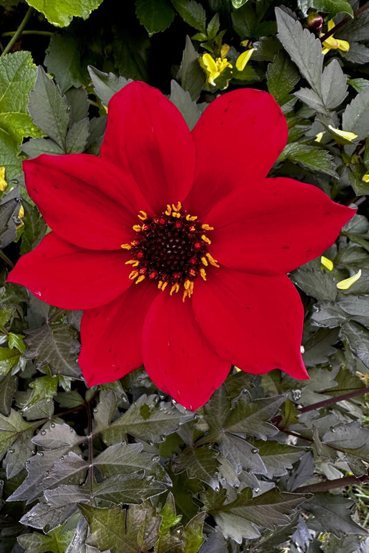 Dahlia 'S24-51'