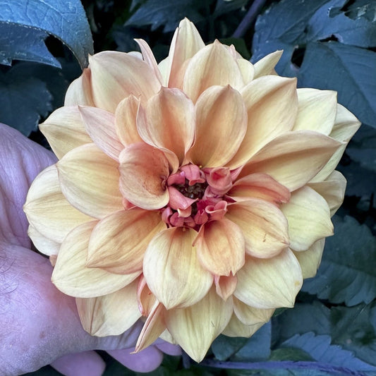 Dahlia 'S24-55'