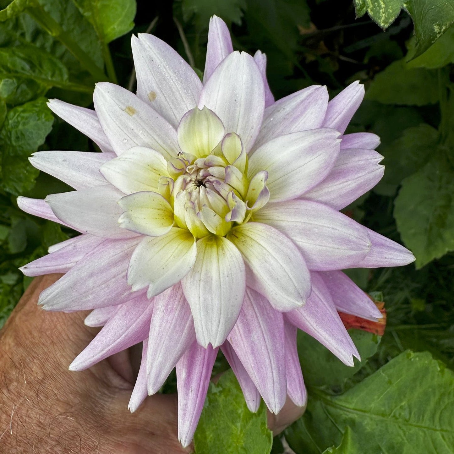 Dahlia 'S24-57'