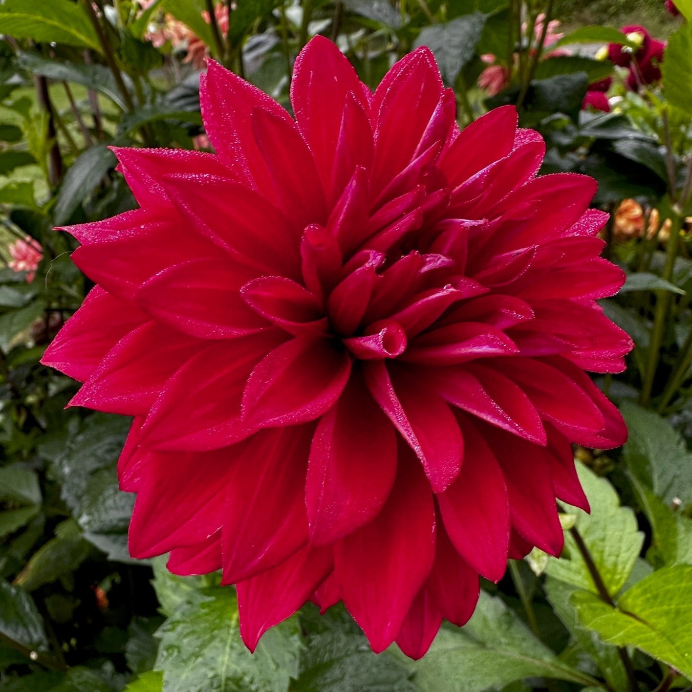 Dahlia 'Woodland's Gypsy Rose'