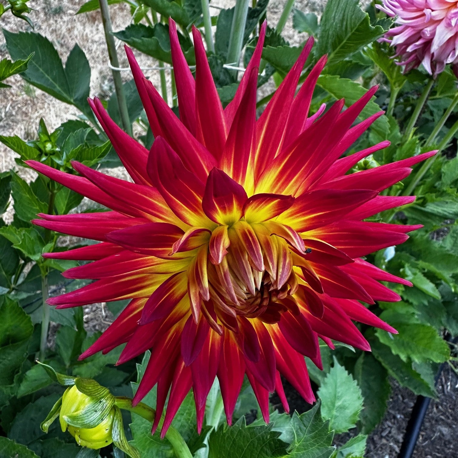 All Dahlias – Dahlia Doctor