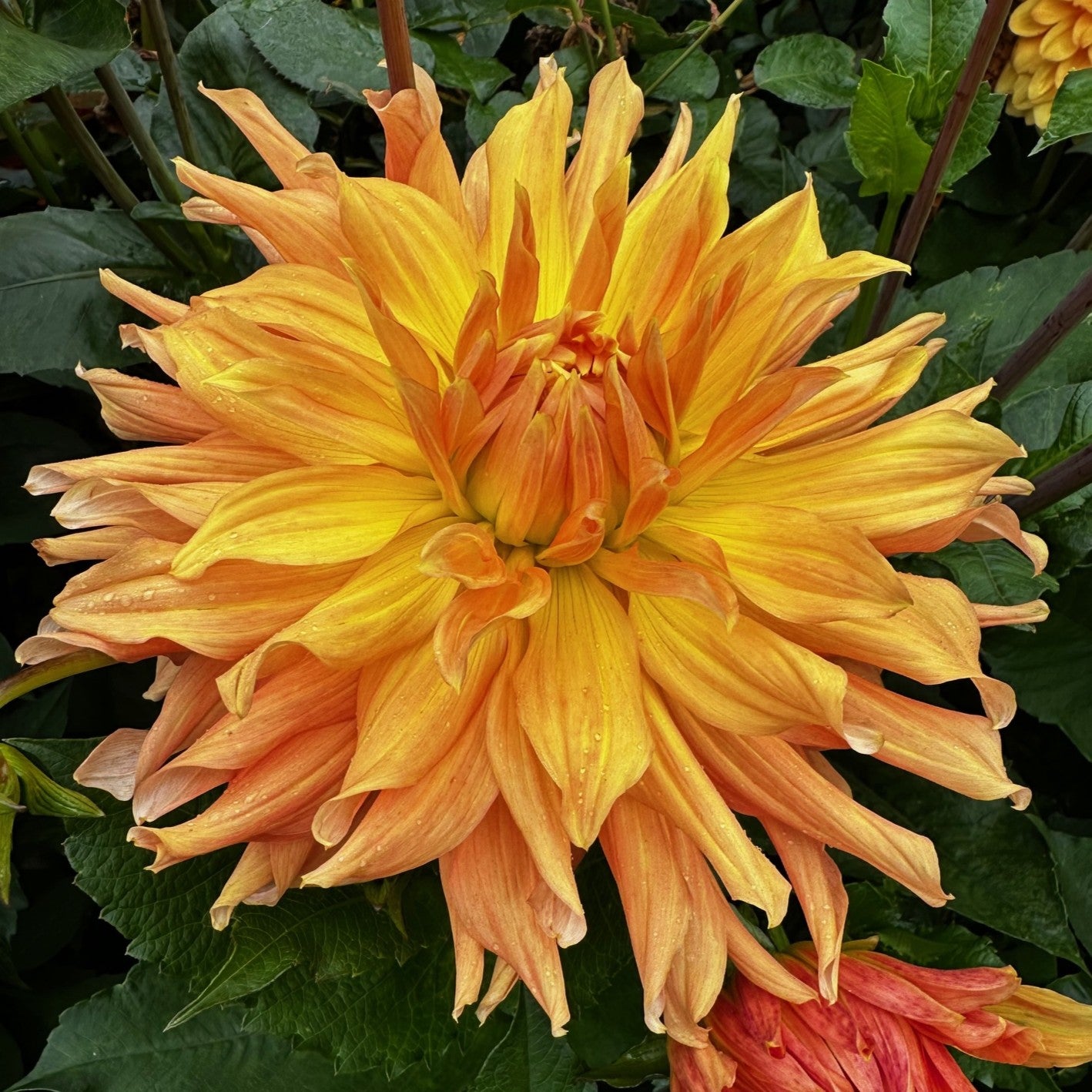 All Dahlias – Dahlia Doctor
