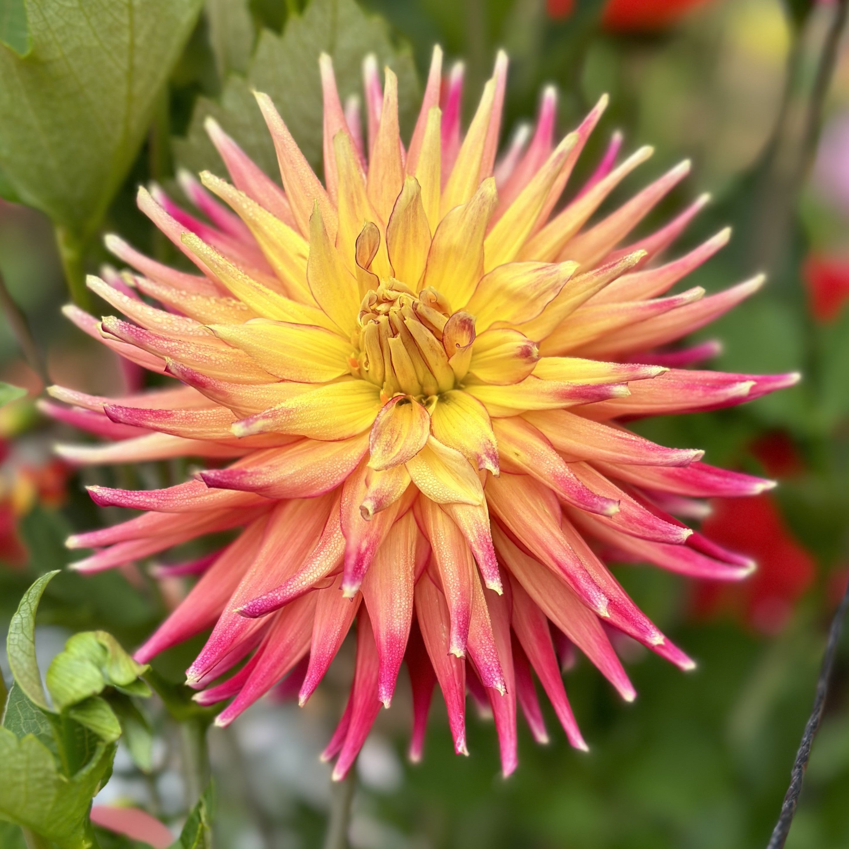 All Dahlias – Dahlia Doctor