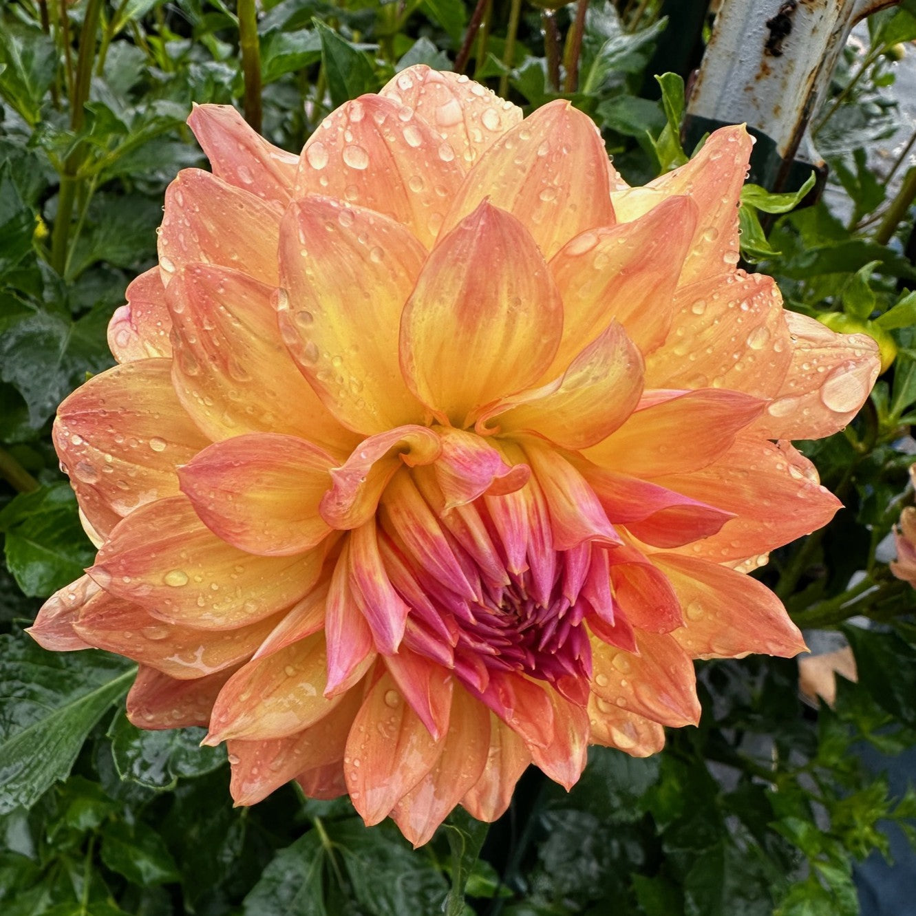 MD's Gabbie