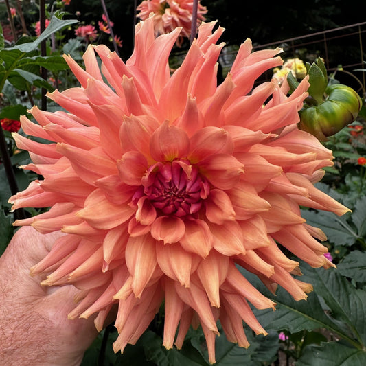 Sherwood's Peach