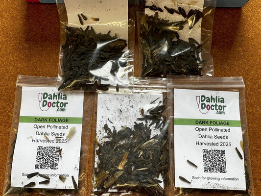 Dark-Leaf Dahlia Seeds (1 pack, Shipped Now)