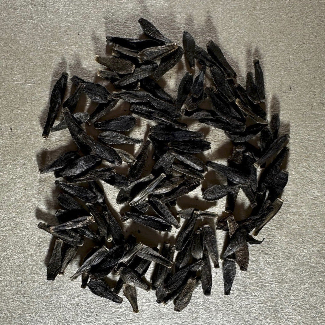 Dark-Leaf Dahlia Seeds (1 pack, Shipped Now)